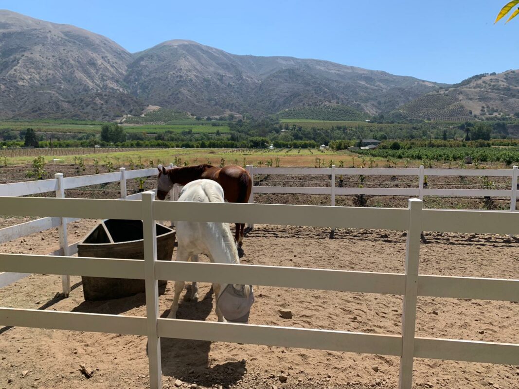 White Fence for horse farms