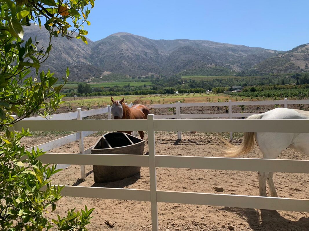 White Fence for horse farms