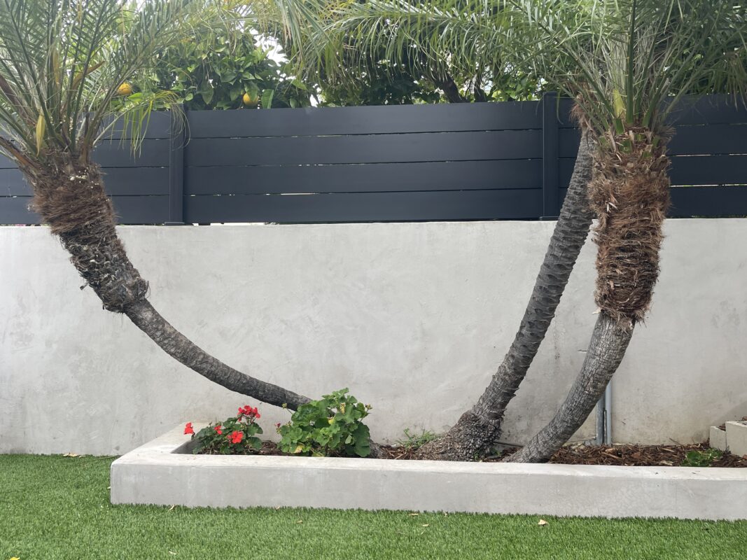 Modern black fence with palm trees and vibrant flowers in a Ventura garden.